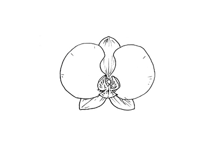 兰花花朵简笔画画法步骤