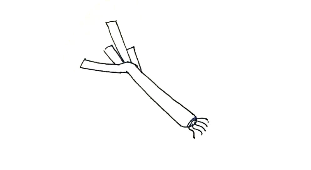 步骤5：弧线末端加上弧线以及波线线的根须。