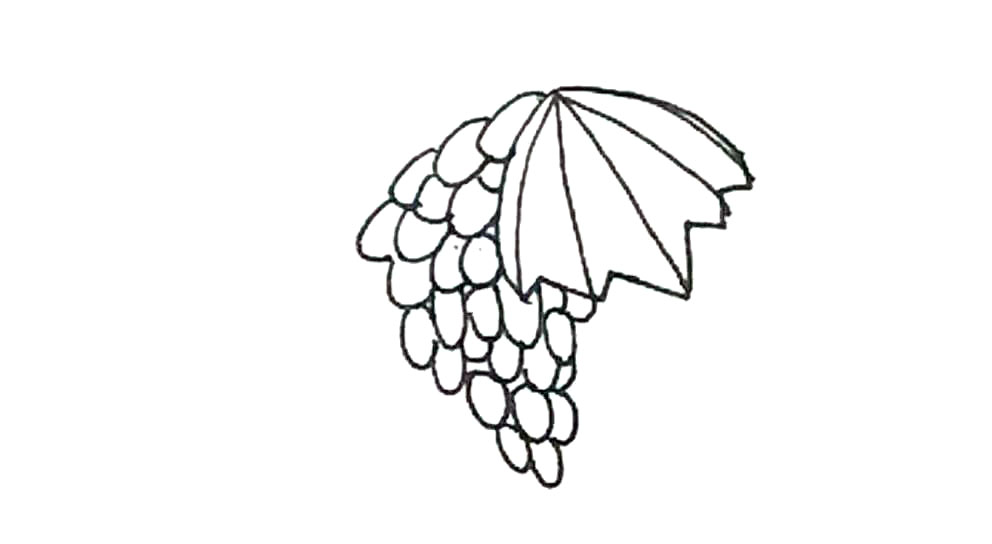 步骤6：再画出一层的提子，更少一些。