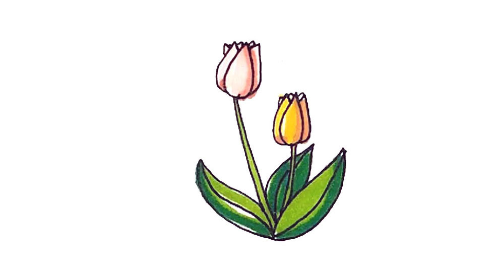 郁金香简笔画步骤图解