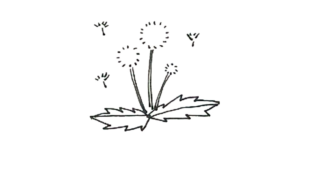 步骤5：用小点画出扇形的感觉，形成小蒲公英。