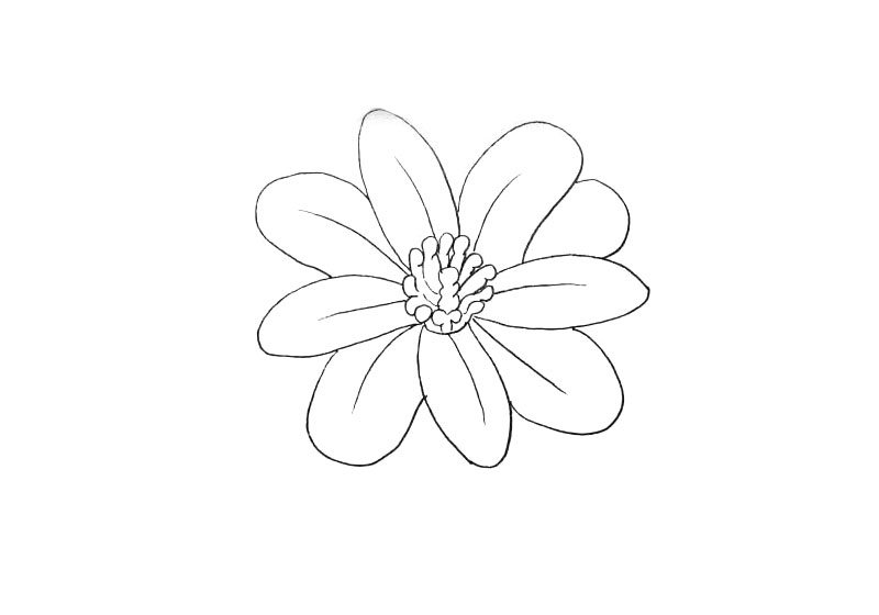 步骤5：画出周围的花瓣和纹理.让整朵花看起来饱满。