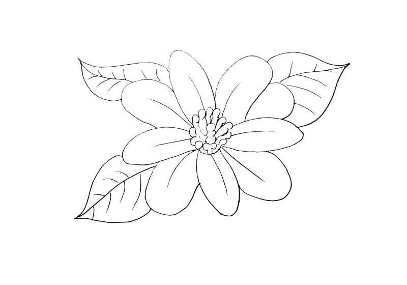 步骤7：再勾勒出花朵其余的叶子以及纹理。