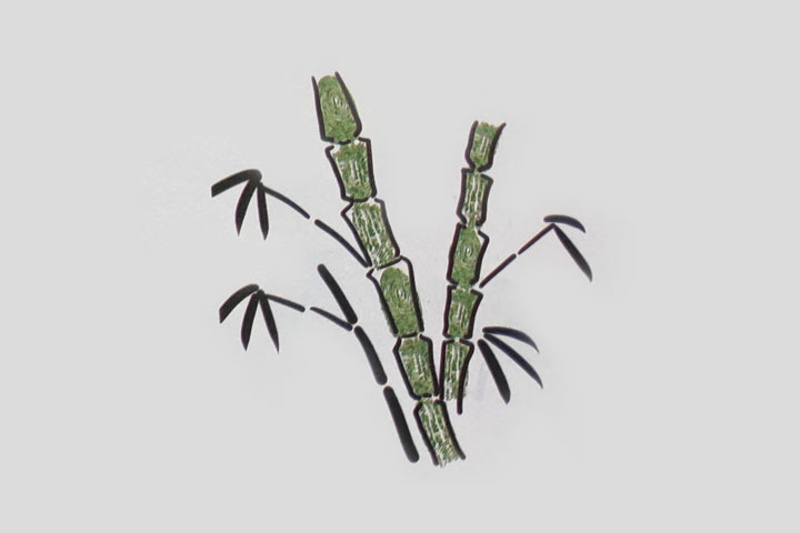 步骤4：画叶子。