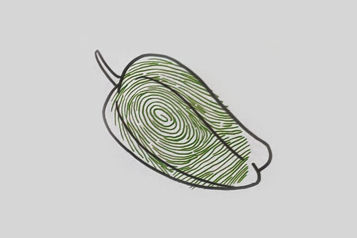 步骤3：画青椒把。