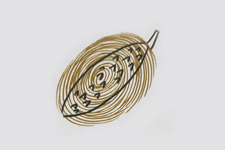 步骤2：画出几个瓣，再画根部的把和表面的小疙瘩。