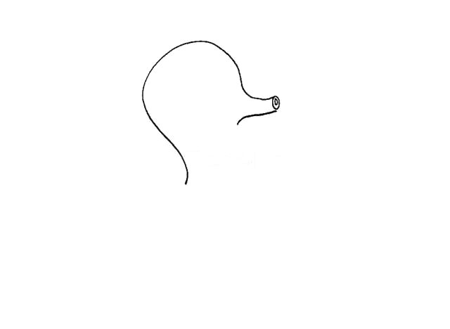 步骤2：再画上它的长鼻子.顶端是两个圆圈组成的。