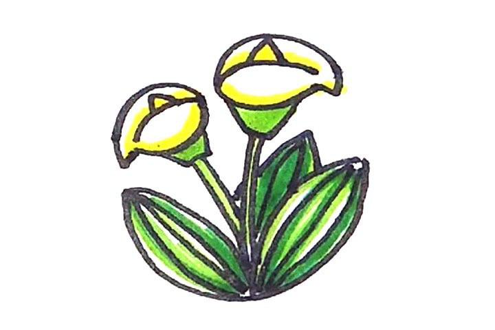 马蹄莲简笔画画法步骤