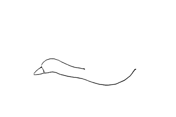 步骤1：先画上两条曲线作为大雁的脖子和身形，左边还要画上嘴巴的形状。
