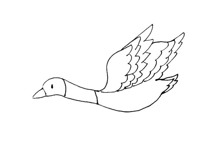 步骤7：在后面用小折线给大雁画上两层尾部的羽毛。