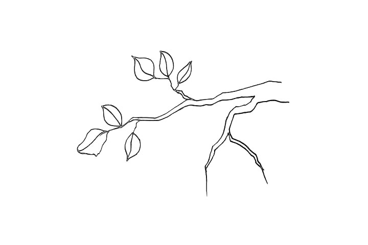 步骤6：接着我们在枝尖位置也画上几片叶子。