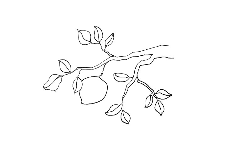 步骤8：把下方的树枝上也画上一些叶子。