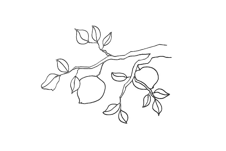 步骤9：画上一个小一点的桃子。