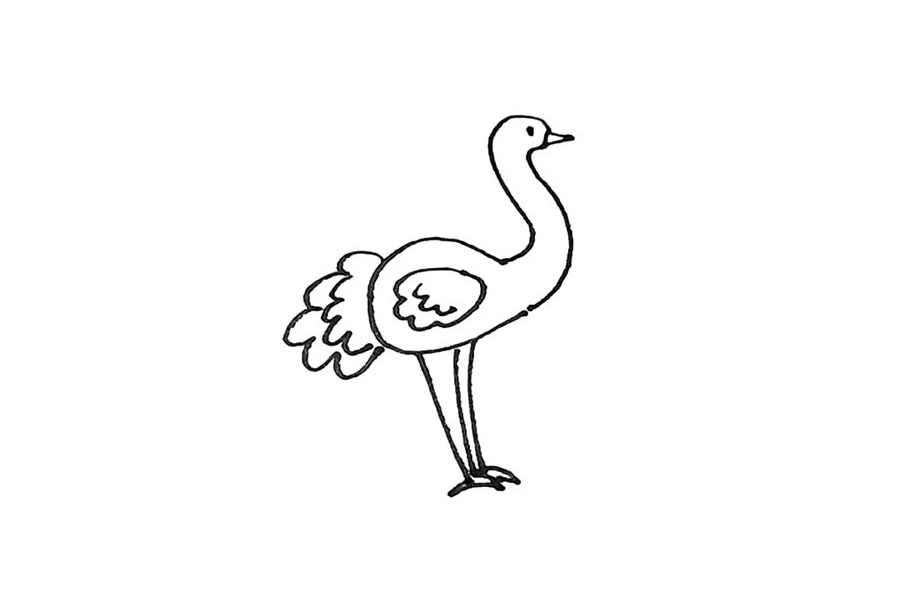 步骤8：尾巴和翅膀，用波浪线画出一点羽毛的层次。