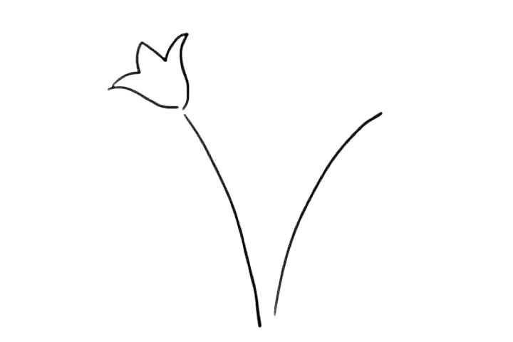 步骤2：来画出它的花托。