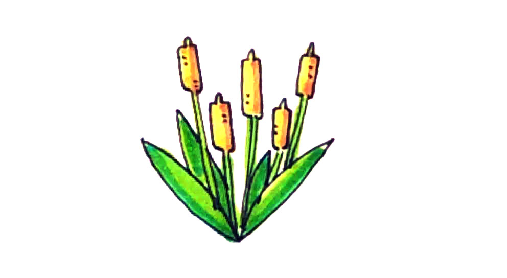 香蒲简笔画画法教程