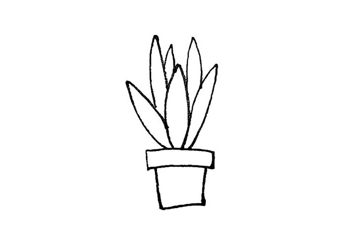 步骤5：后面，可以画上一些更长的叶子丰富虎皮兰。