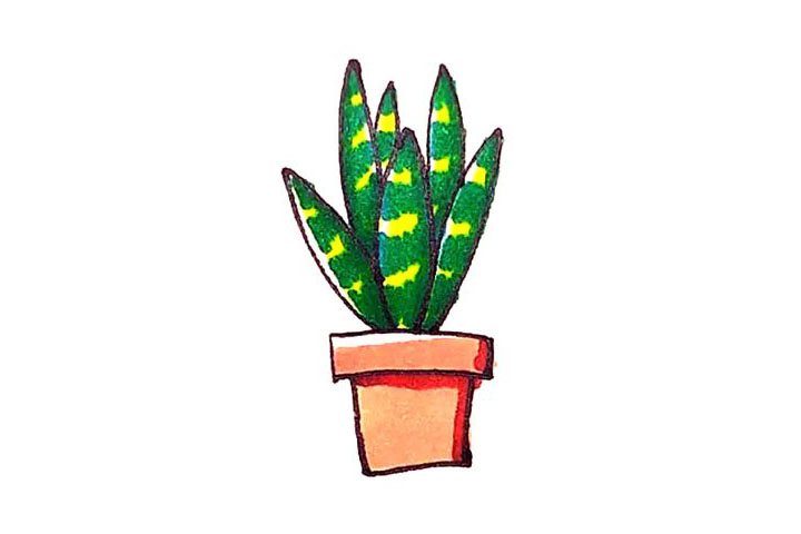 虎皮兰简笔画画法步骤