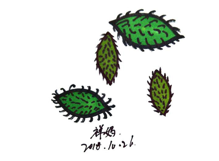 苍耳子的果实怎么画