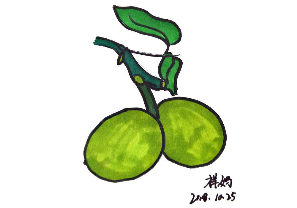 核桃果实的简笔画