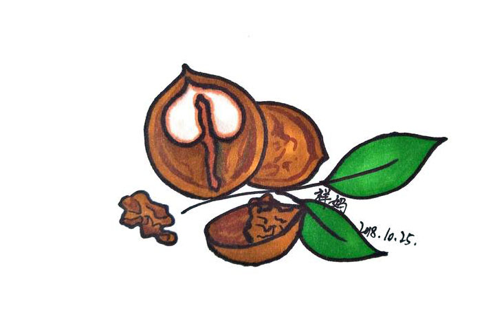 核桃简笔画怎么画