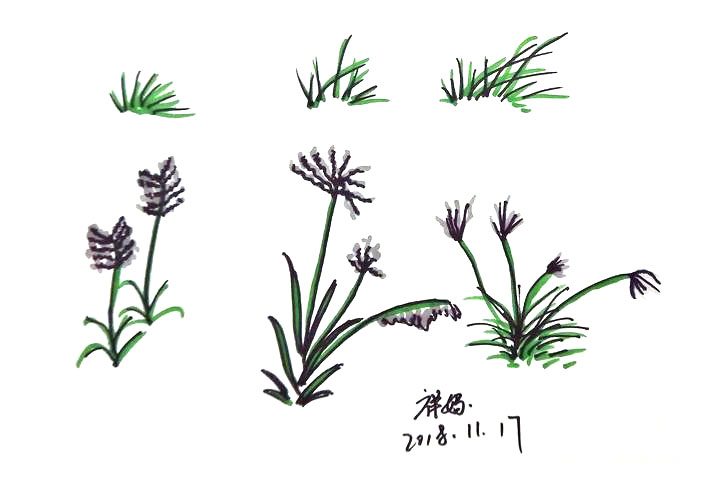 各种植物树叶简笔画的画法-图4