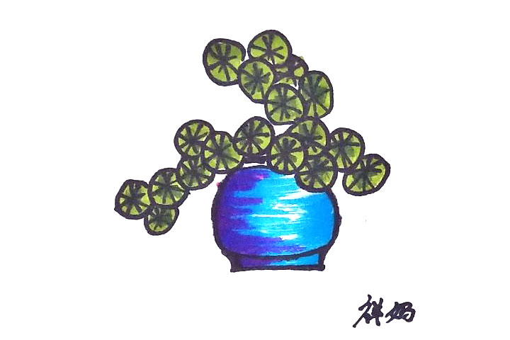 铜钱草盆栽简笔画