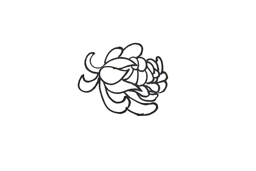 步骤2：围绕花蕊画花瓣，画出一整朵菊花。