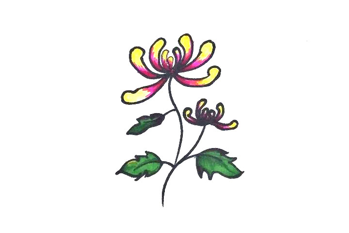 各种菊花简笔画的画法-图2
