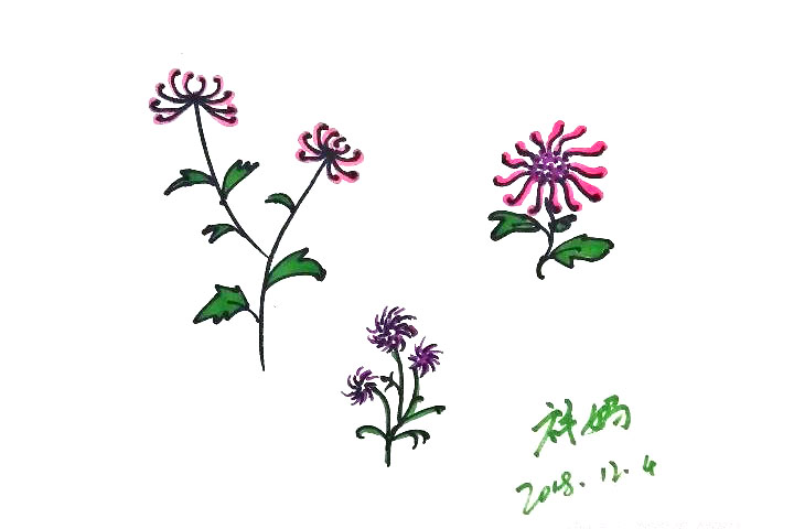 各种菊花简笔画的画法-图6
