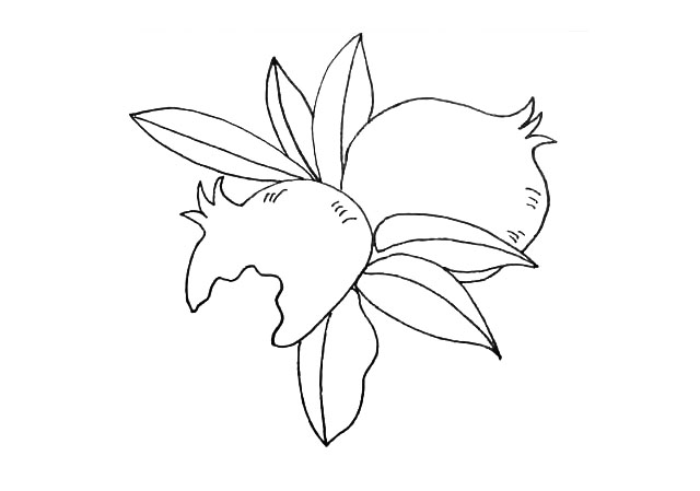 步骤7：然后在石榴的上方画上三片叶子。