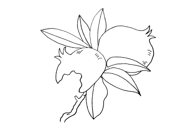 步骤8：果实的左下方画上一根树枝.注意线条的变化。