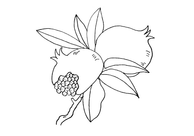 步骤10：然后用小点来点缀一下果实.仔细观察细节。