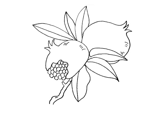 步骤9：接着在石榴的缺口处画一些小椭圆是它的果实。