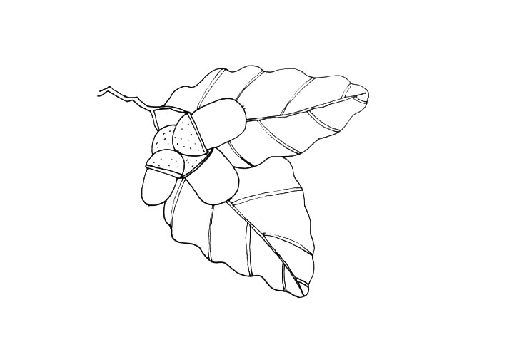 步骤7：然后画上叶子的纹理。