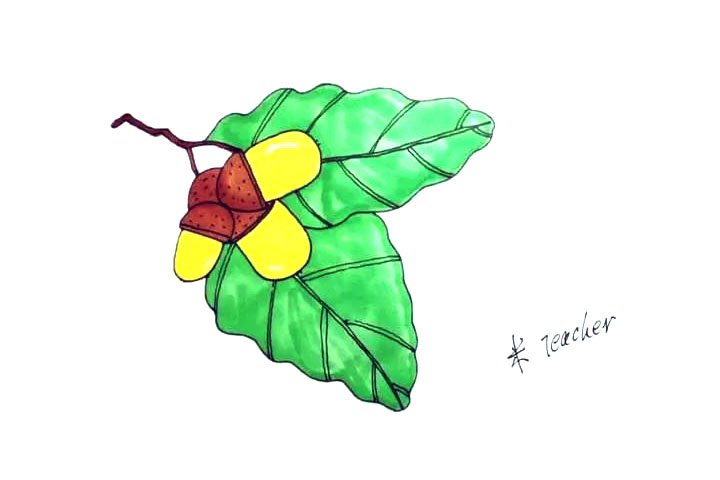 橡木果简笔画画法步骤