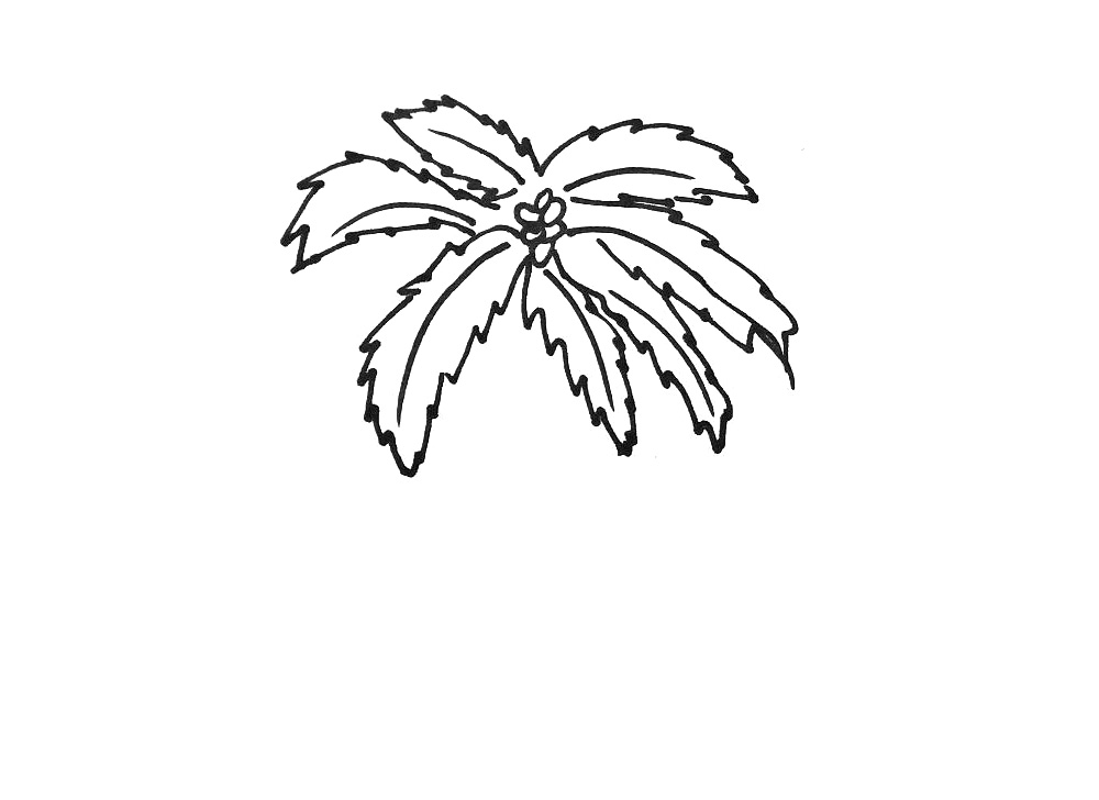 步骤2：接着画它也叶子。