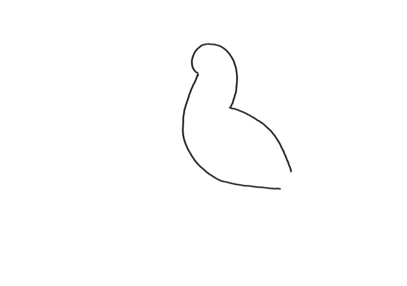 步骤1：先画出巨嘴鸟的身体轮廓。