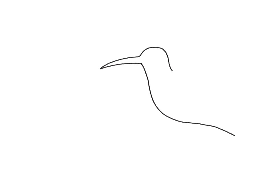 步骤1：先画蜂鸟的前部分轮廓。