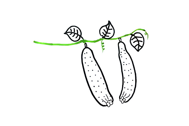 步骤5：画出瓜藤和几片叶子。