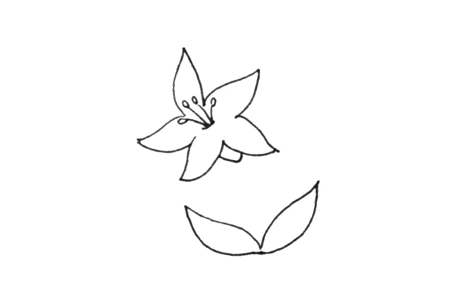 步骤4：在花下画上两片叶子。