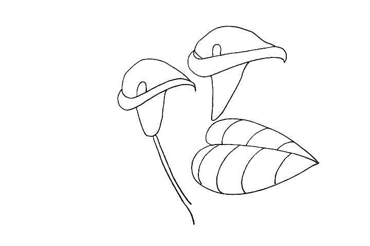 步骤9：用曲线勾勒出叶子上的叶脉。