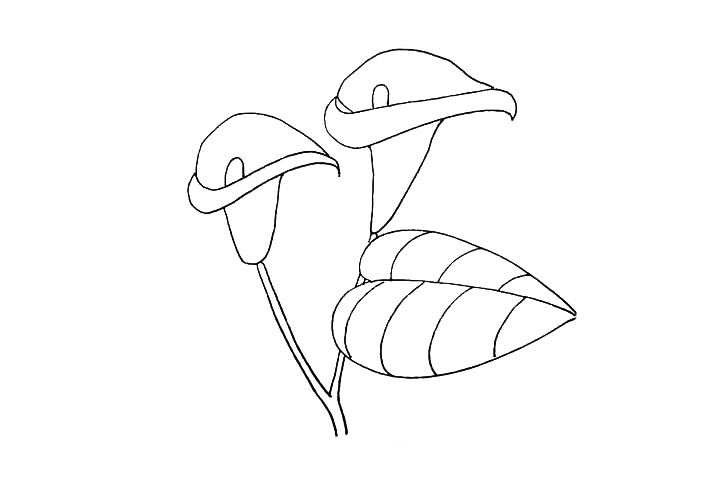 步骤10：画出另一朵的花茎.注意遮挡部分的茎。