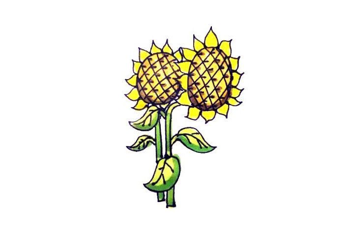 向日葵简笔画画法步骤