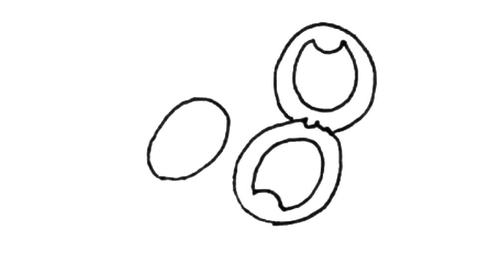 步骤4：旁边再加上一个椭圆形。