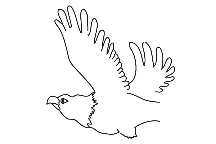 步骤5：画另外一只翅膀和身体的轮廓。