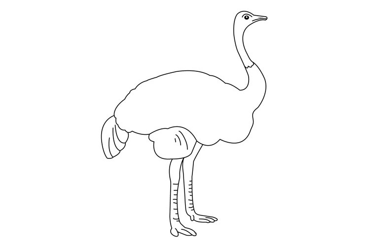 鸵鸟简笔画画法详解