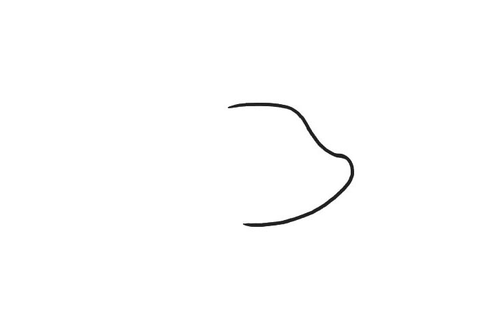 步骤1：用曲线画出小猪的头部的轮廓。
