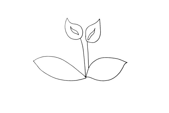 步骤5：接着在茎的下方画出它大大的叶子.