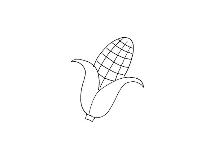 步骤3：它的果实是一粒一粒的.用横竖线勾勒出来。